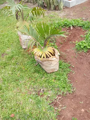 Bottle Palms