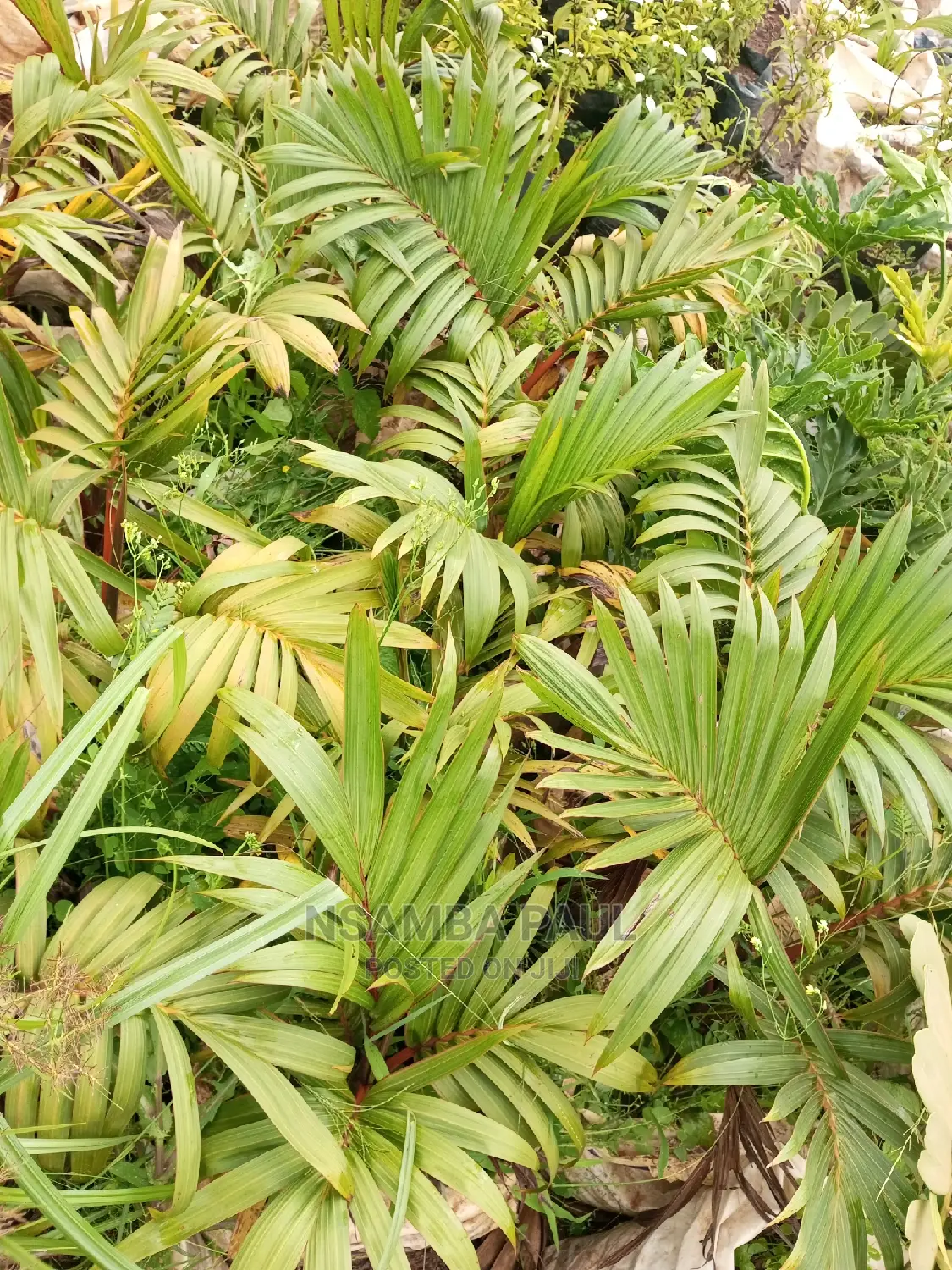 Bottle Palms
