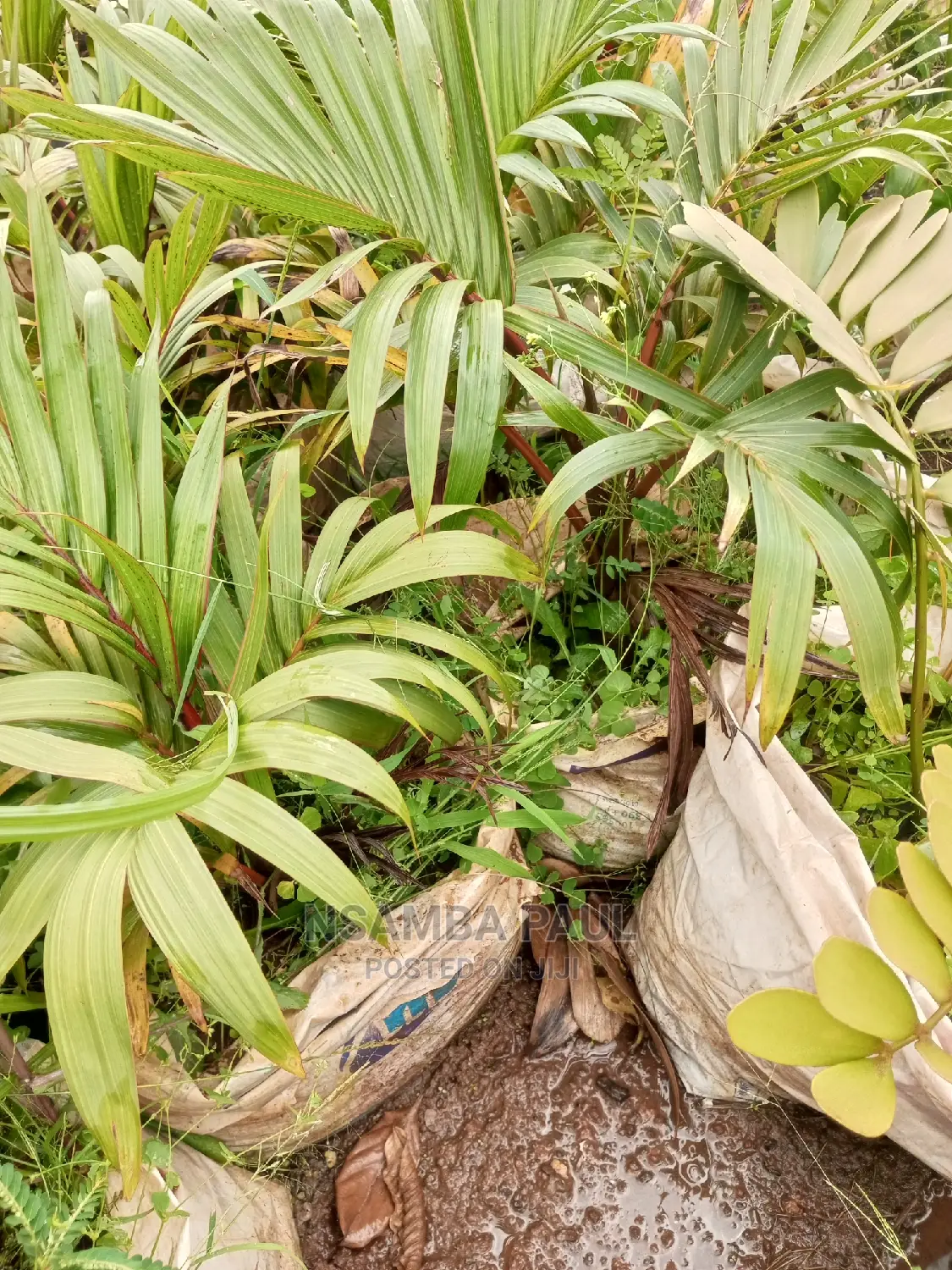Bottle Palms