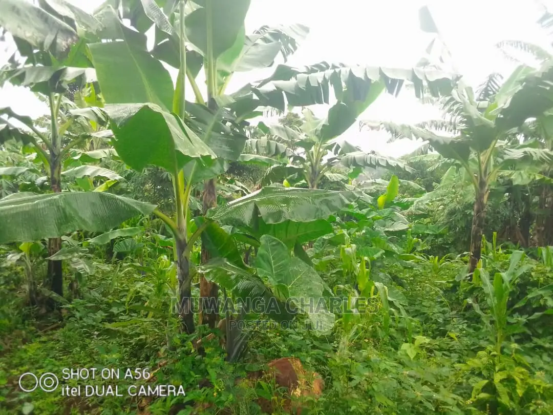 2acres of Land for Sale at Wabutungulu