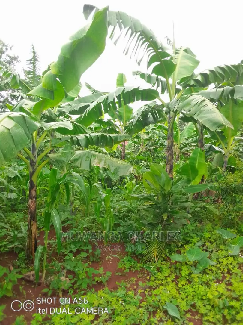 2acres of Land for Sale at Wabutungulu