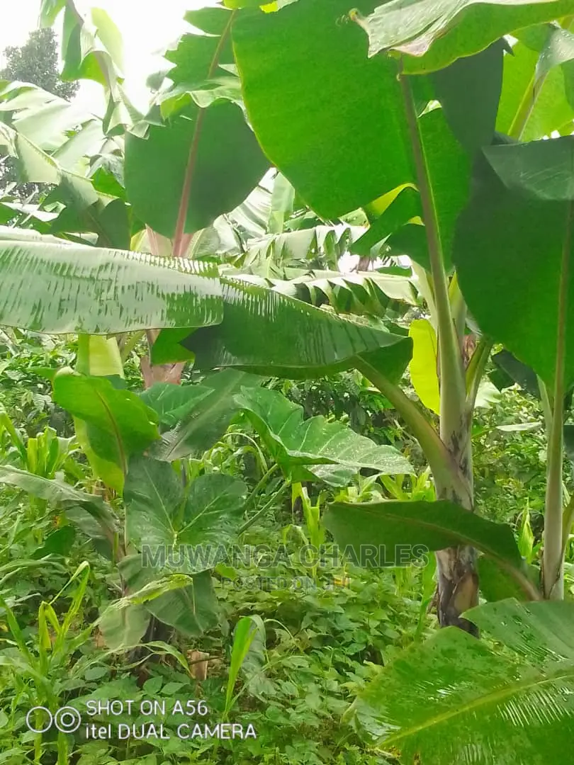 2acres of Land for Sale at Wabutungulu