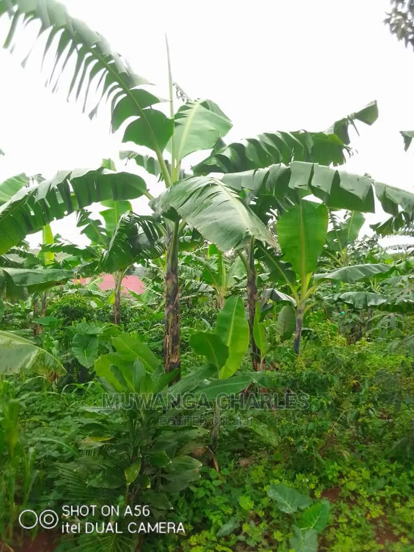 2acres of Land for Sale at Wabutungulu