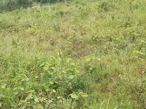100by50ft Plot for Sale at Kiwend