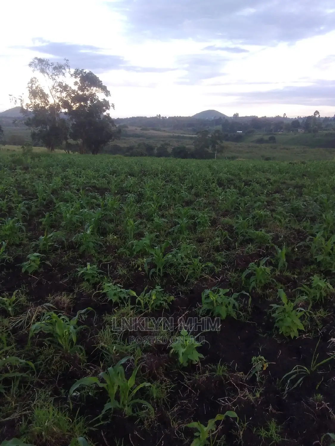 A 62 Hectares of Land for Sell at 34 Millions Per Hectare
