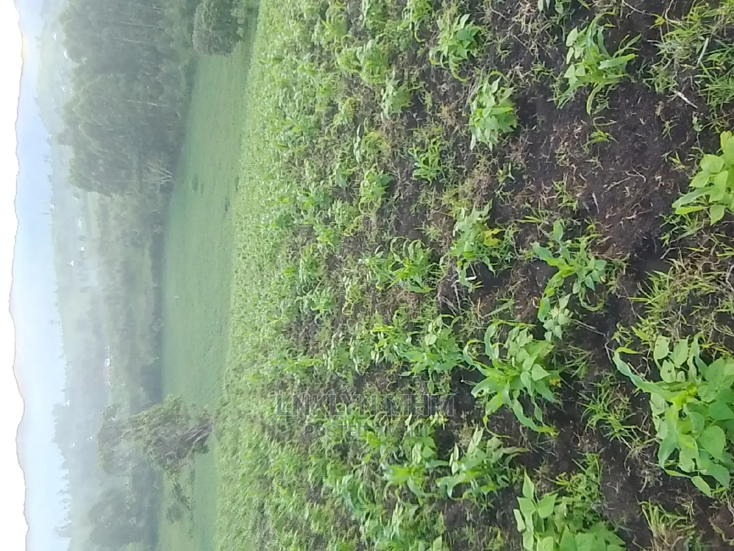 A 62 Hectares of Land for Sell at 34 Millions Per Hectare
