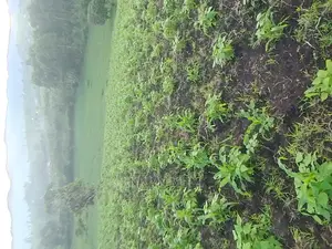 A 62 Hectares of Land for Sell at 34 Millions Per Hectare