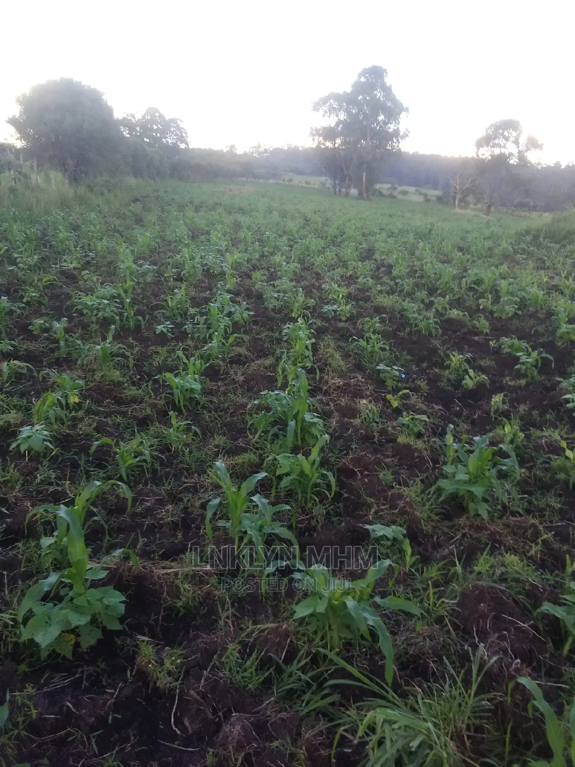 A 62 Hectares of Land for Sell at 34 Millions Per Hectare
