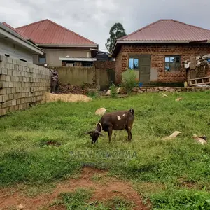 Affordable Plot on Quicksale in Heart of Seguku Ntebe Rd
