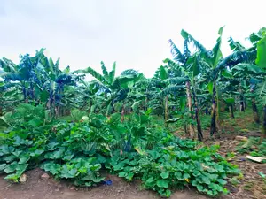 1acre of Land for Sale at Zirobwe