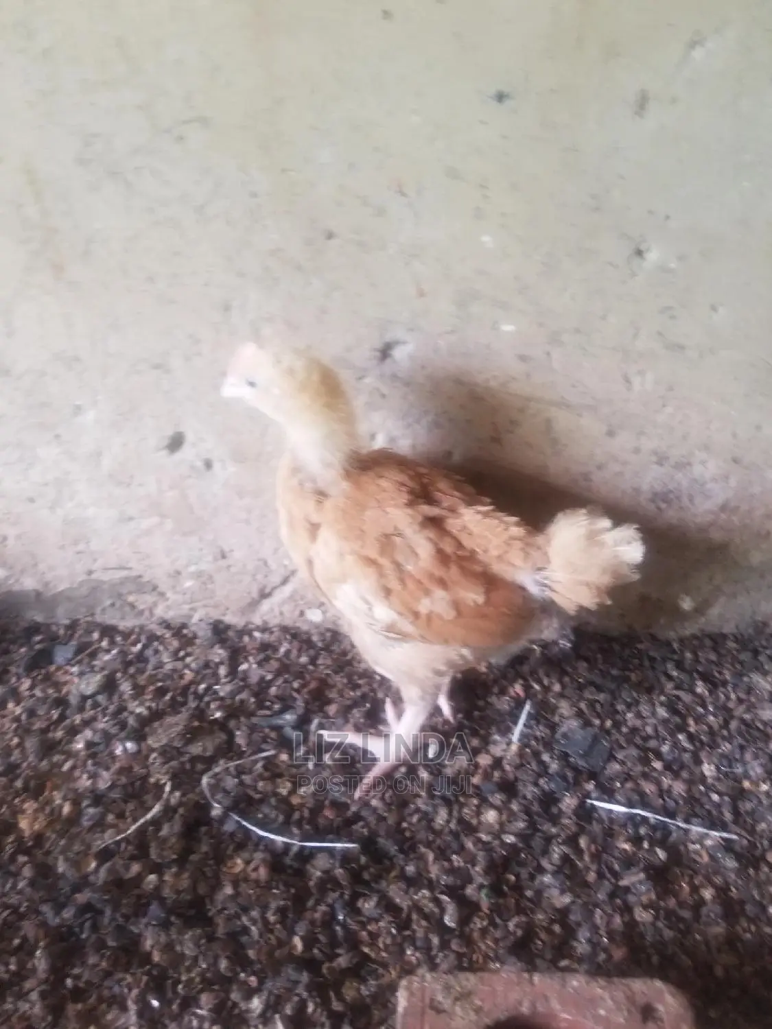 Good Chickens at 1month (5).