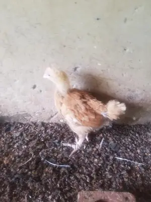 Good Chickens at 1month (5).