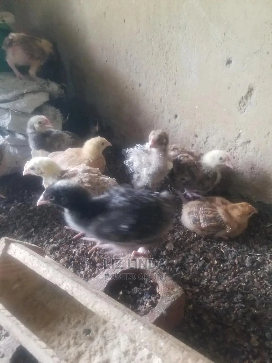 Good Chickens at 1month (5).