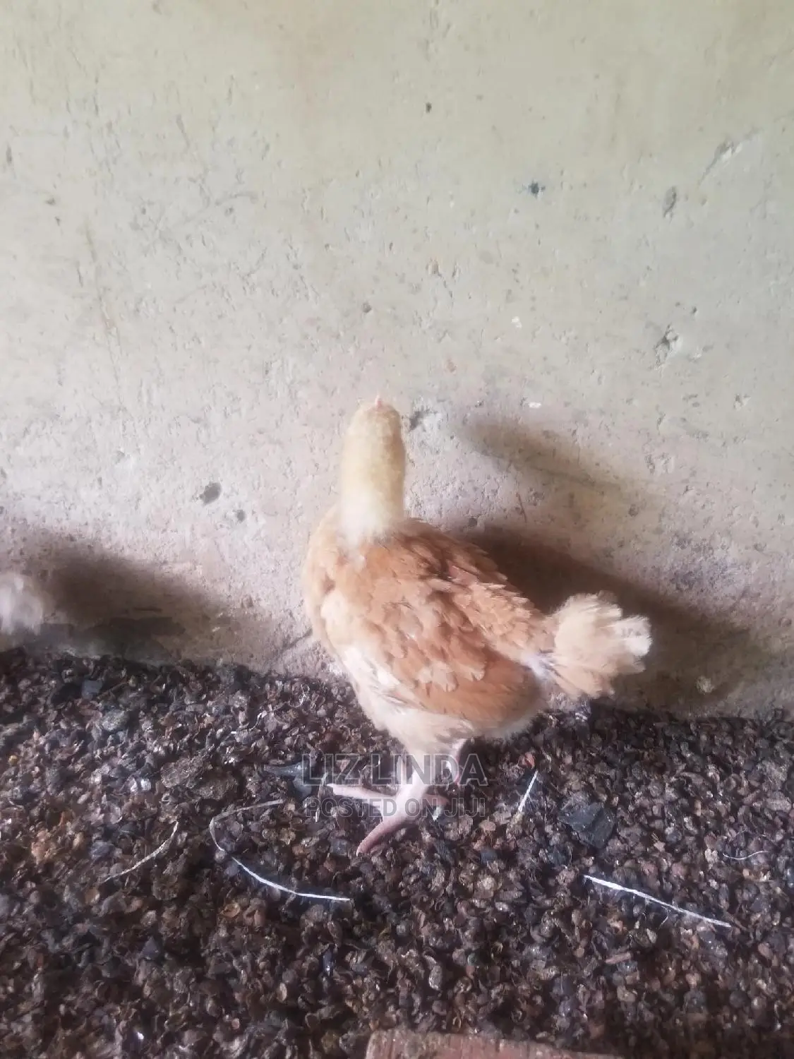 Good Chickens at 1month (5).