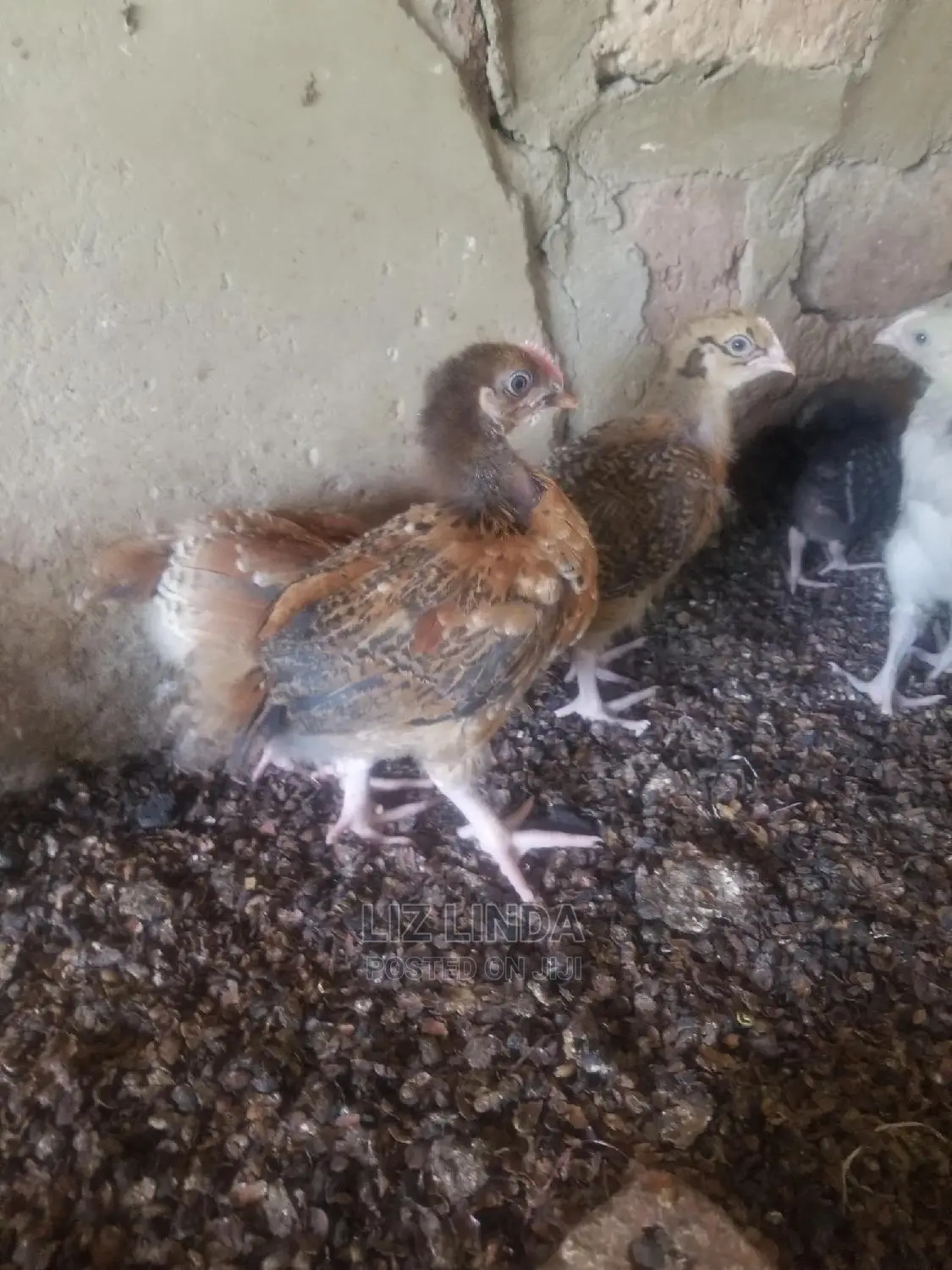 Good Chickens at 1month (5).