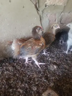 Good Chickens at 1month (5).