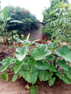 2acres of Land Available for Sale at Kikyusa