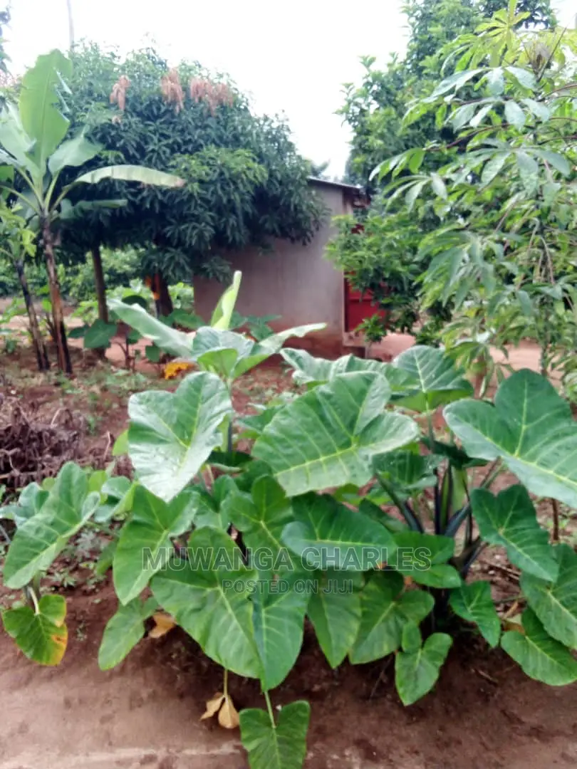 2acres of Land Available for Sale at Kikyusa