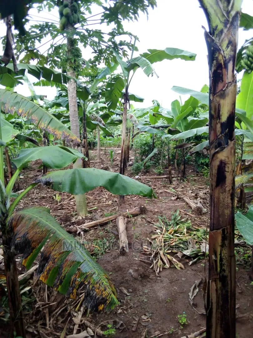 2acres of Land Available for Sale at Kikyusa