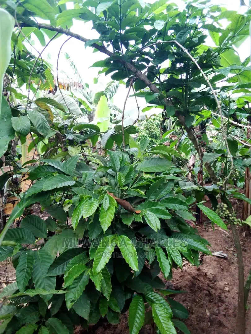 2acres of Land Available for Sale at Kikyusa