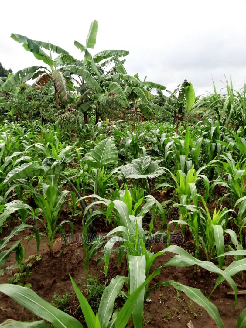 2acrs of Land Available for Sale at Busika