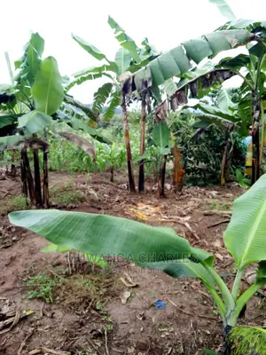 2acrs of Land Available for Sale at Busika