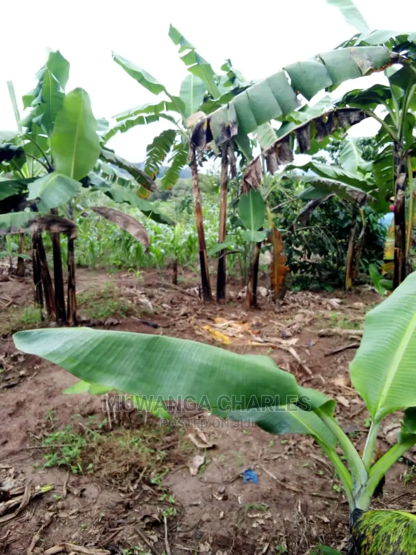 2acrs of Land Available for Sale at Busika
