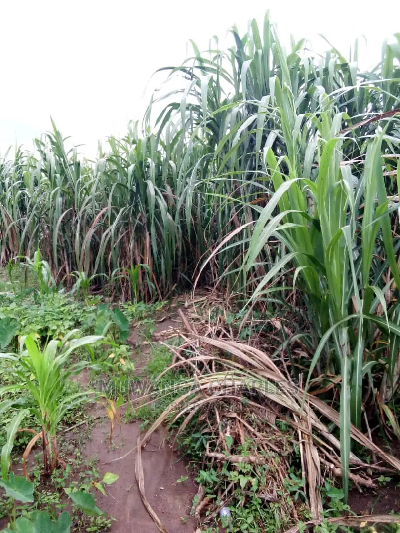 2acrs of Land Available for Sale at Busika