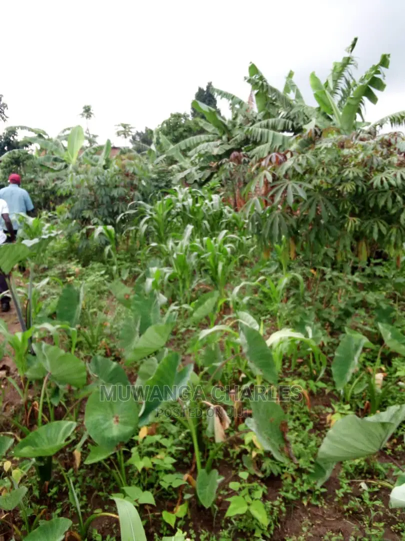 2acrs of Land Available for Sale at Busika
