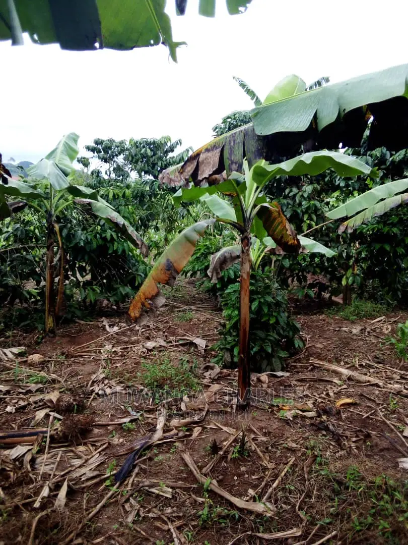 2acrs of Land Available for Sale at Busika
