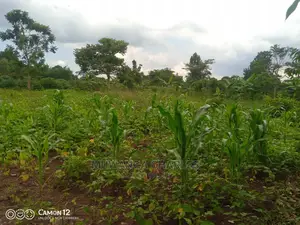 12decimals Plot of Land Available for Sale at Busukuma