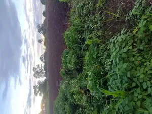 Land for Sale Located in Kagote Fort Portal City