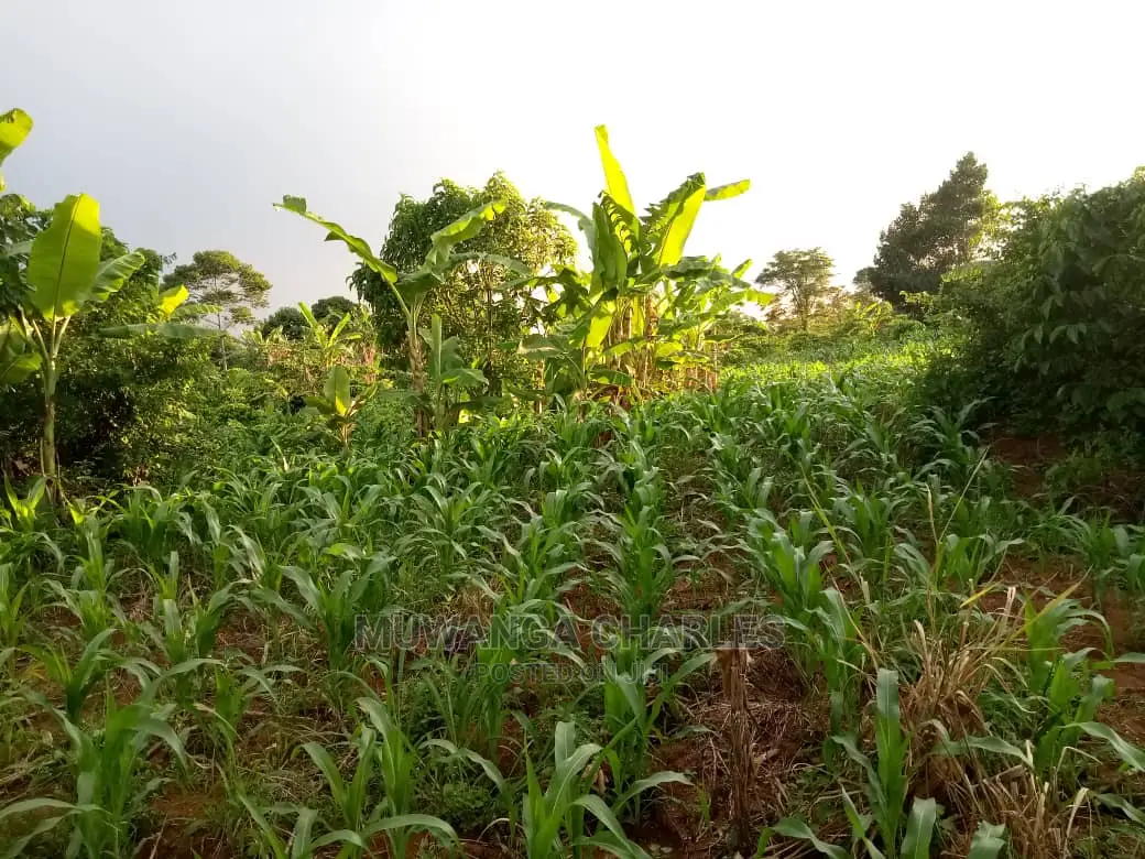6acres of Land for Sale at Luwero