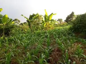 6acres of Land for Sale at Luwero
