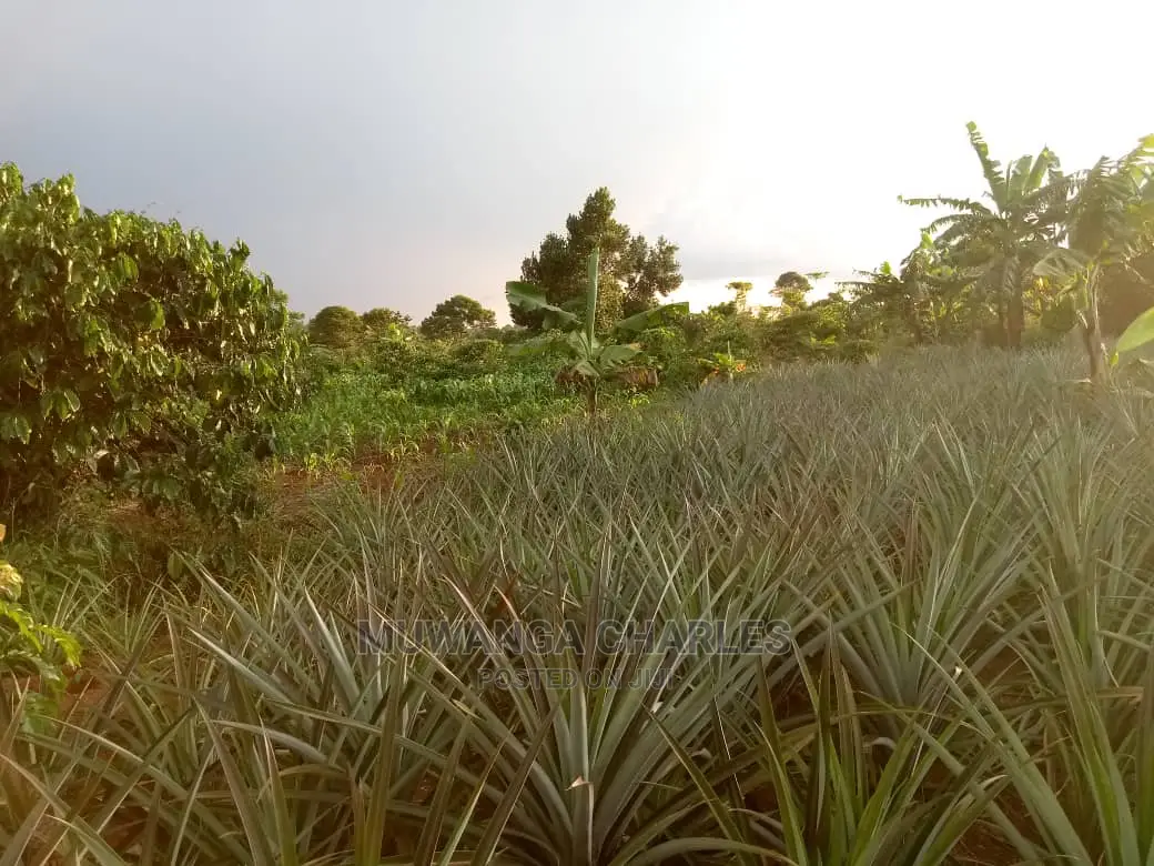 6acres of Land for Sale at Luwero