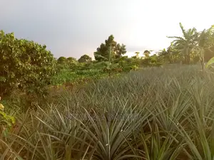 6acres of Land for Sale at Luwero