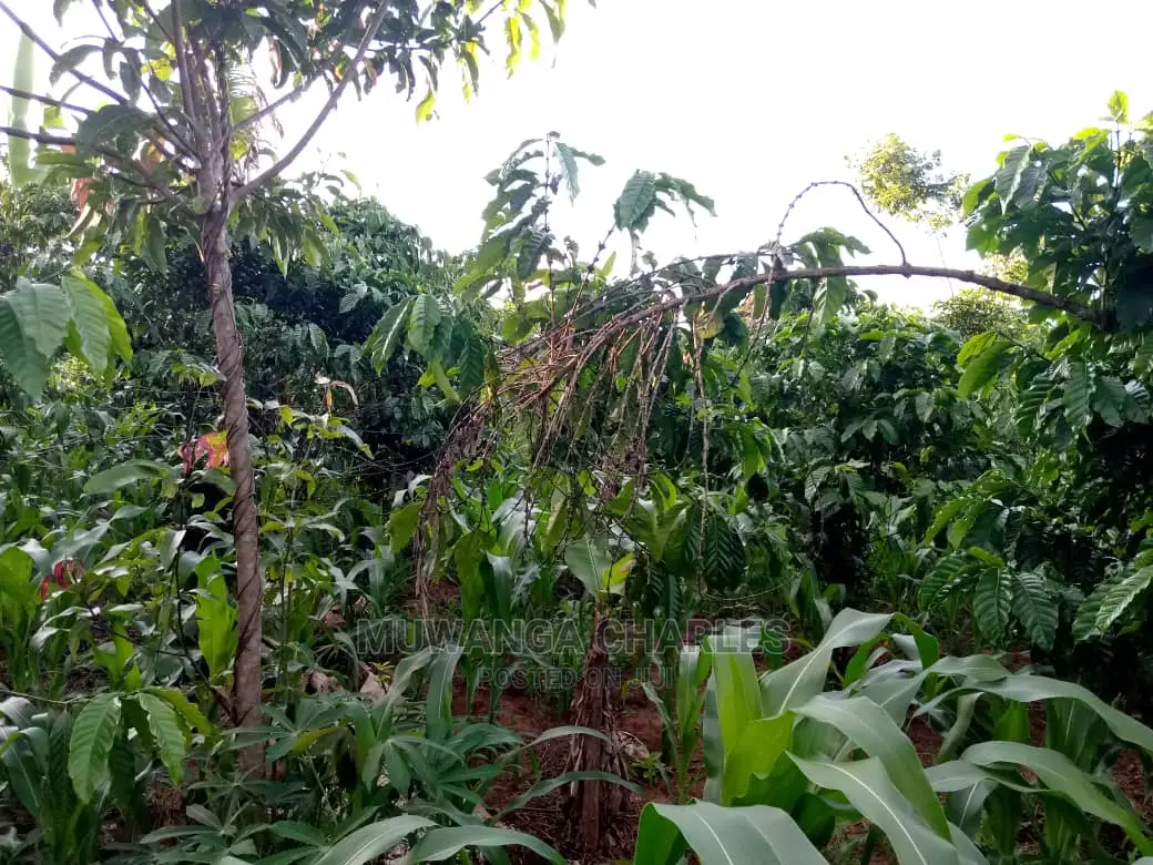 6acres of Land for Sale at Luwero