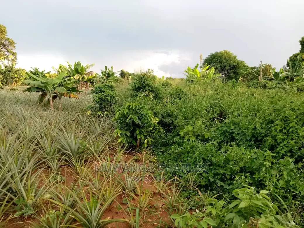 6acres of Land for Sale at Luwero