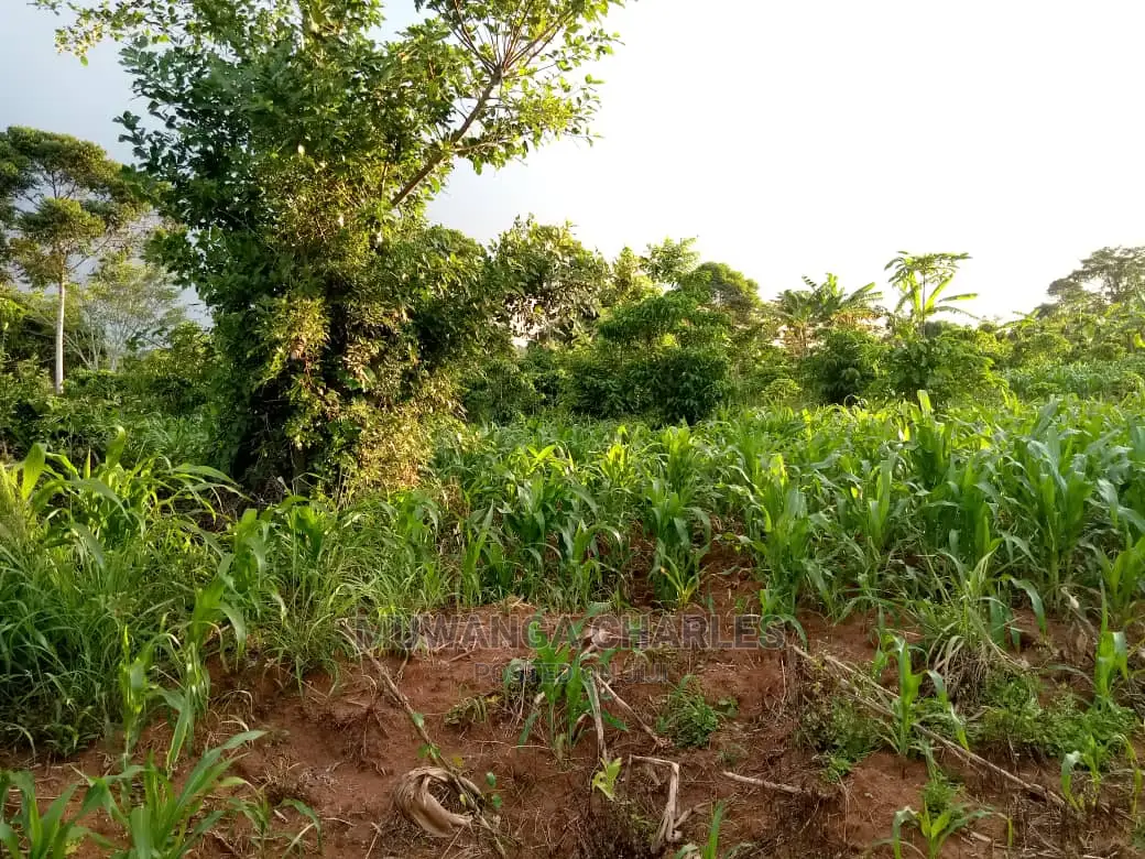 6acres of Land for Sale at Luwero