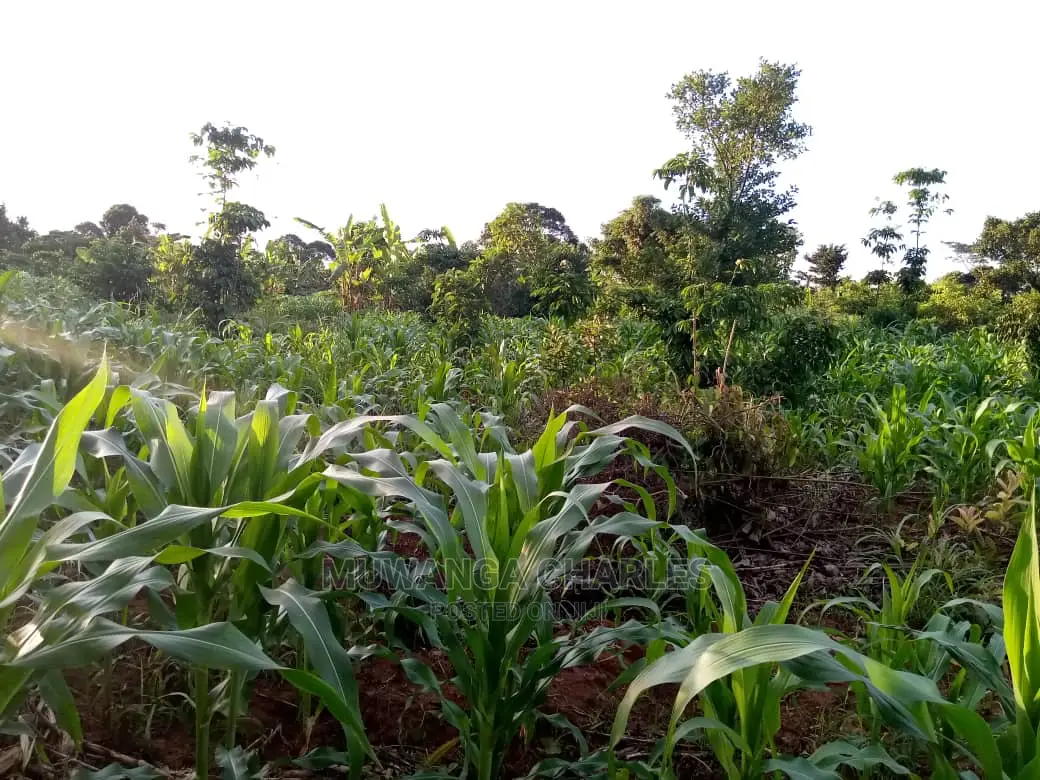 6acres of Land for Sale at Luwero
