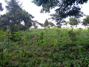 Plots Available for Sale at Kira