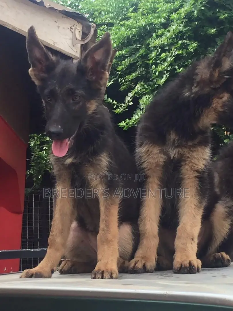 1-3 Months Male Purebred German Shepherd