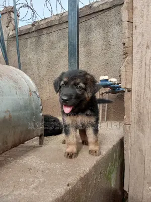 1-3 Months Male Purebred German Shepherd