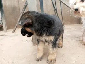 1-3 Months Male Purebred German Shepherd
