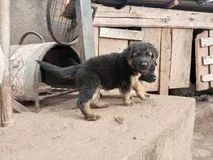 1-3 Months Male Purebred German Shepherd