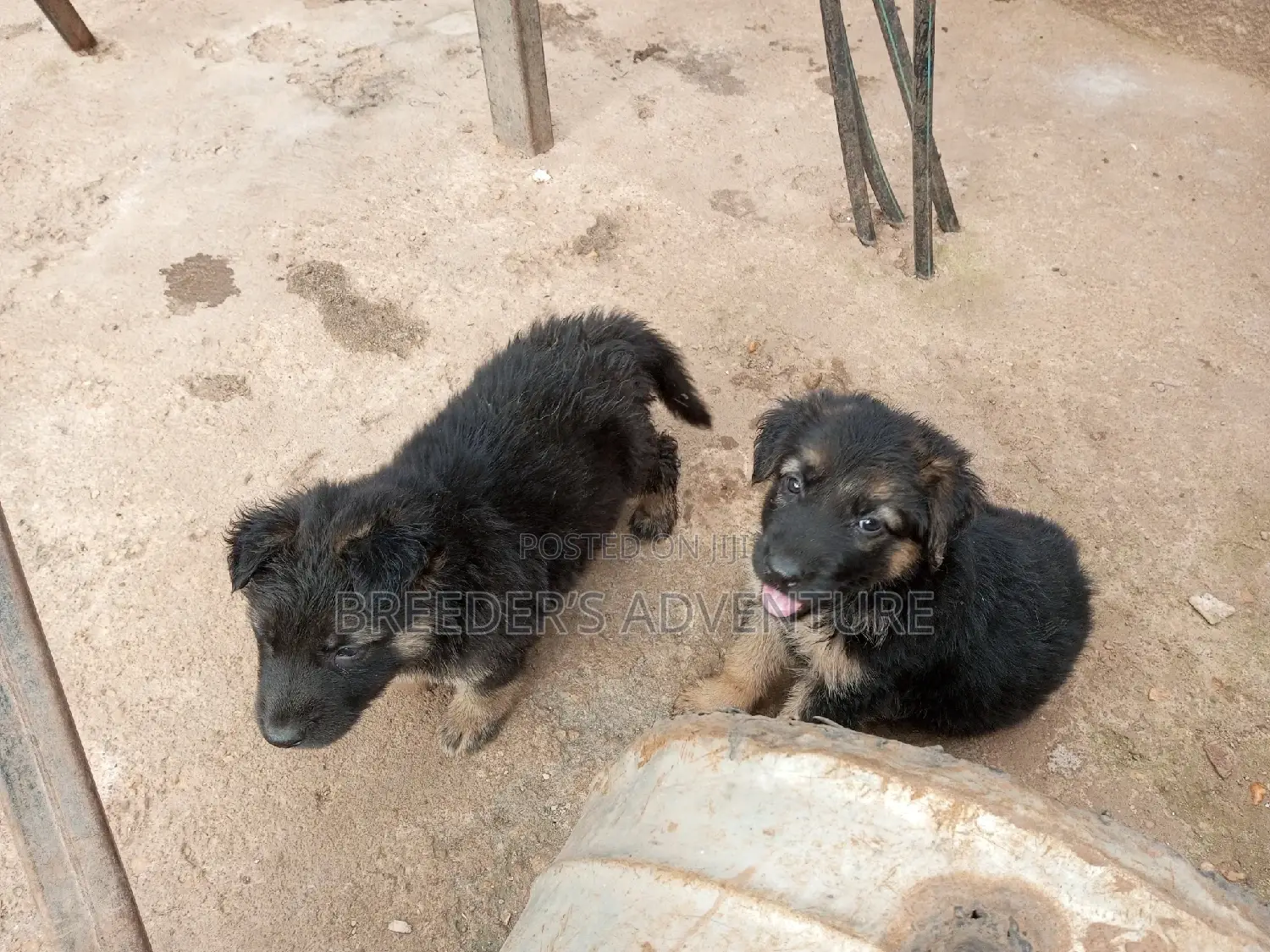 1-3 Months Male Purebred German Shepherd