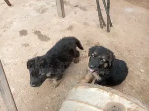 1-3 Months Male Purebred German Shepherd