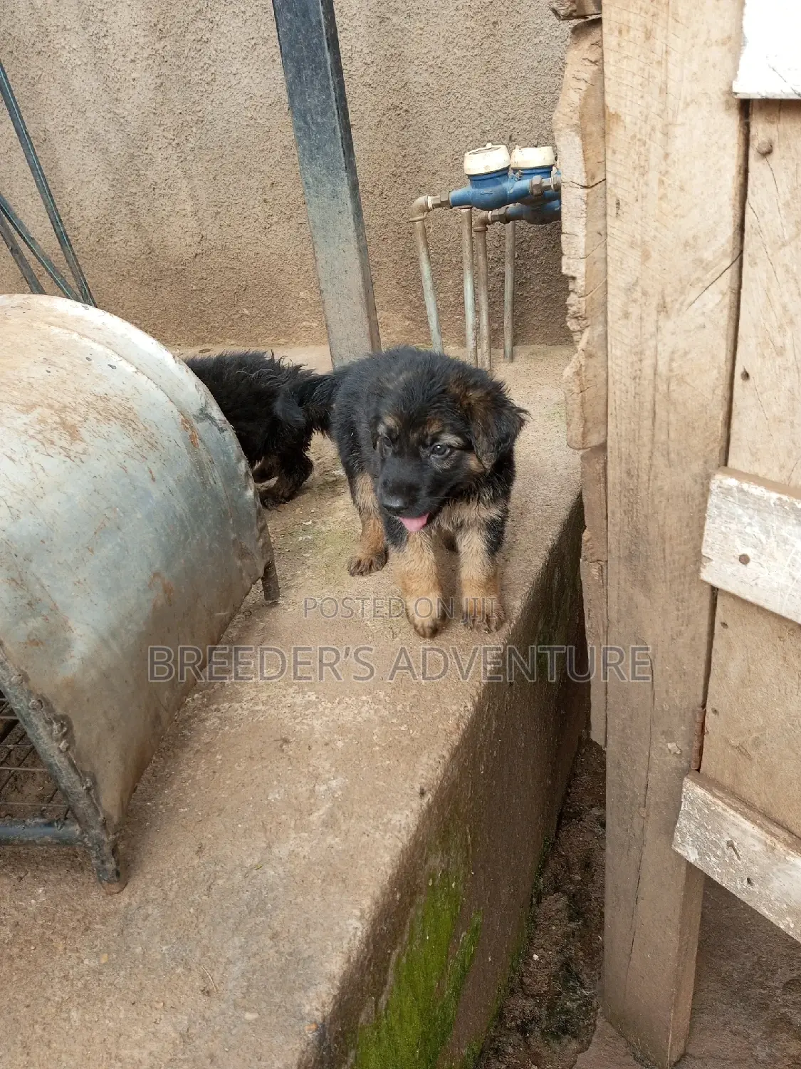 1-3 Months Male Purebred German Shepherd