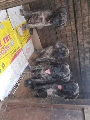 1-3 Months Female Purebred Boerboel