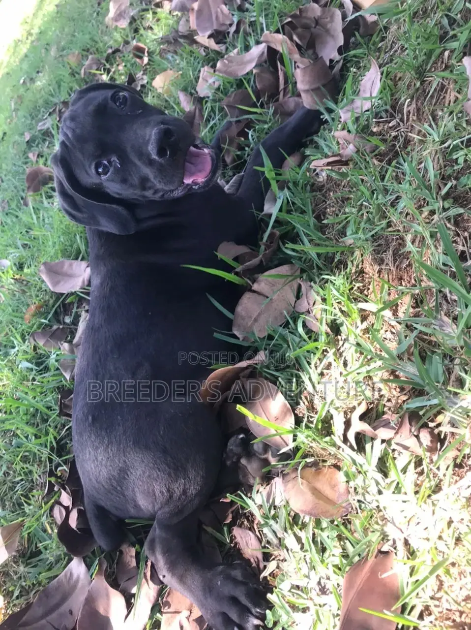 1-3 Months Female Purebred Boerboel